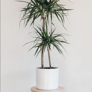 Beautiful Rare Dracaena Marginata Variegated Plant